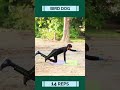 Bird Dog (14 Reps)