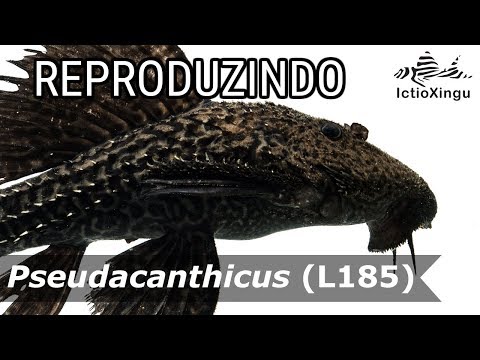 How to breed Pseudacanthicus L185