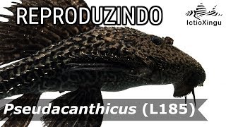 Como reproduzir Pseudacanthicus L185 em aquário