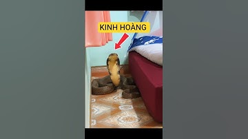 RẮN ĐỘC VÀO PHÒNG NGỦ #shortvideo