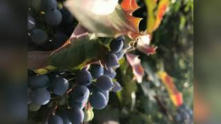 Adile Kurt Karatepe : Devrent Deresi Resimi