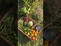 Harvesting fresh veggies straight from the farm. Nothing feels better🥬 #homegrownveggies