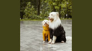 Rainy Day Pet Harmony