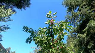 Bing Cherry Tree Fruit Flies