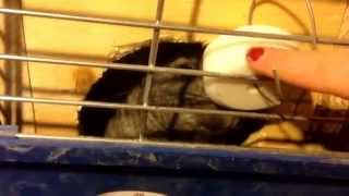 Chinchilla supplies and organization.
