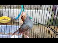 Suara Prenjak Merah Klawu Jantan Gacor Pikat Ampuh Untuk Mikat Burung Cinenen Ciblek Liaran Di Alam Mp3 - Mp4 Download