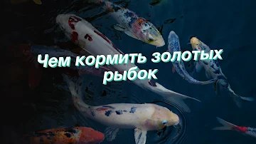 Чем кормить золотых рыбок