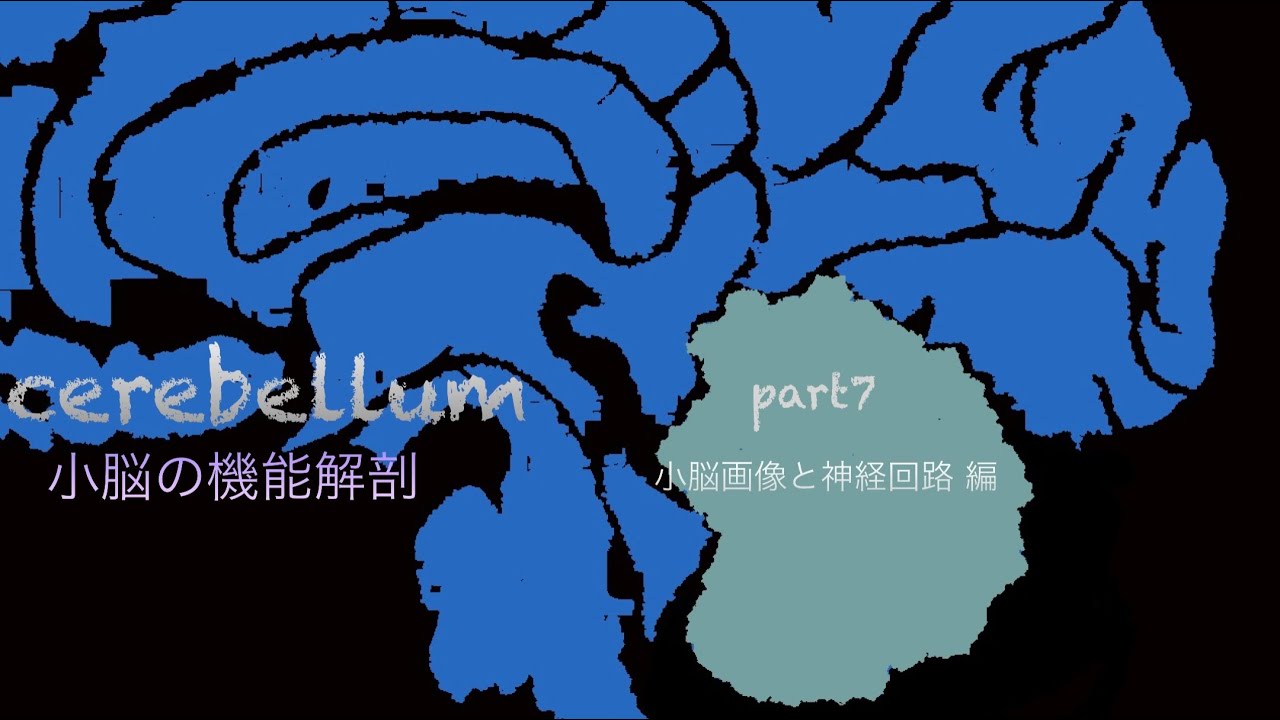 小脳の機能解剖【小脳画像と神経回路】