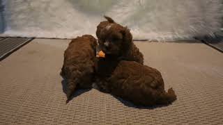 Blue Diamond Isabella F1 Cavapo Litter
