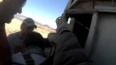 Mugging pronghorn in Utah