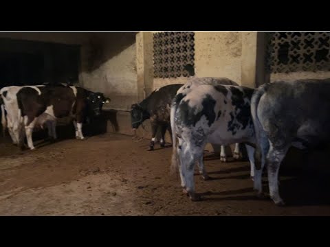 فاس جولة في الباطوار البلدي للحوم