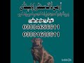 Army dog center Rawalpindi khoji dog in Rawalpindi