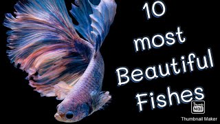 The Most Beautiful 10 Fishes in the world ..ලොව ලස්සනම මාළුවන් 10 දෙනා..