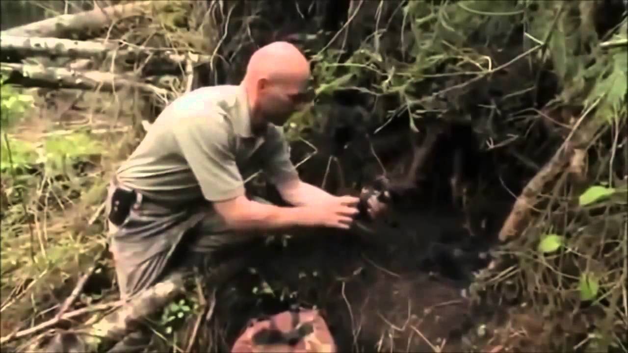 Radioactive Wolves Of Chernobyl Scary Mutations [Full Documentary ...