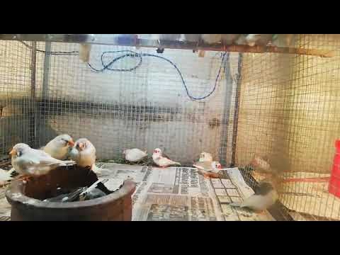 Java sparrow