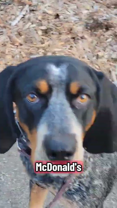 #dog #dogvideos #puppy #funnydogs @dogearedbooksandbarks