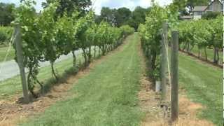 Hidden Gem Wine Regions Of The U.s.