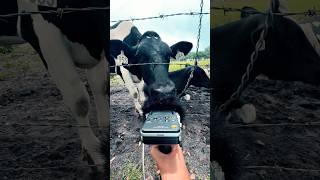 Milk Cows 🐄🥛 #fieldrecording #asmr #sonypcmd100 #fieldrecordist #soundsofnature #foley #cowvideos