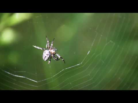 Video: Z čeho se skládá pavučina?