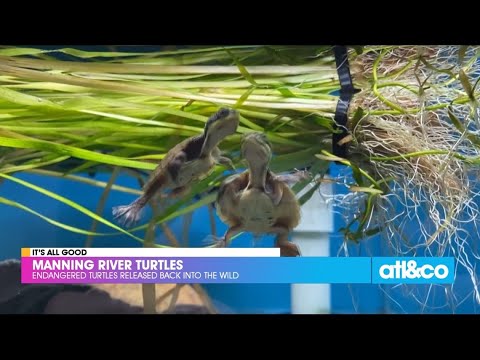 Endangered Turtles Released Back Into the Wild - YouTube