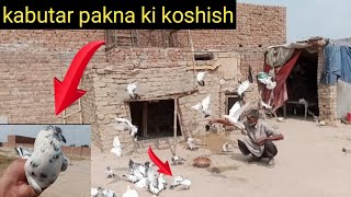 ASU ki Bazi Wala kabutar pakda | baba g | Chari Mari pigeons | by Faisalabad pigeon