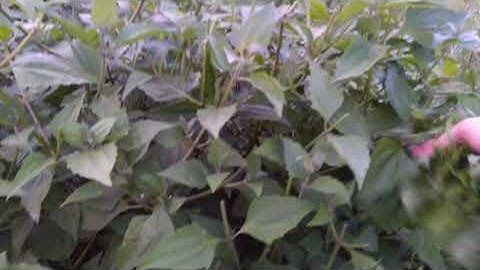 Công dụng đáng ngờ của cây cỏ hôi mọc bên đường