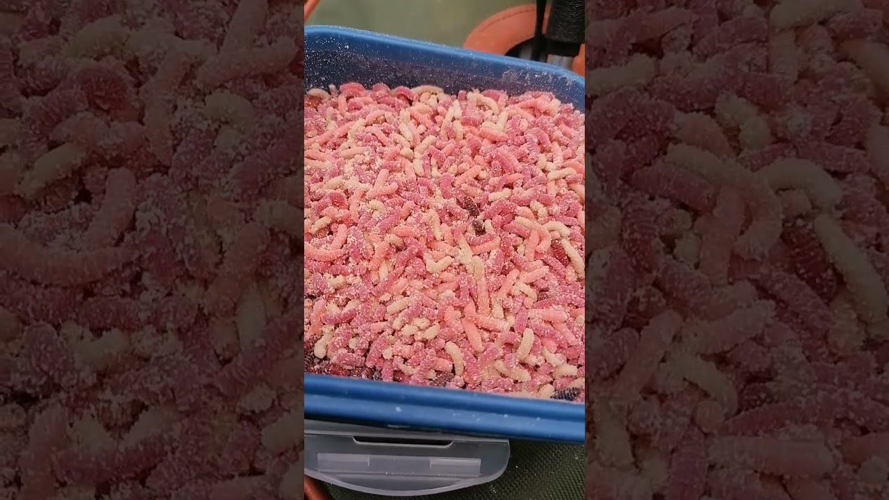 Float Fishing for Dace