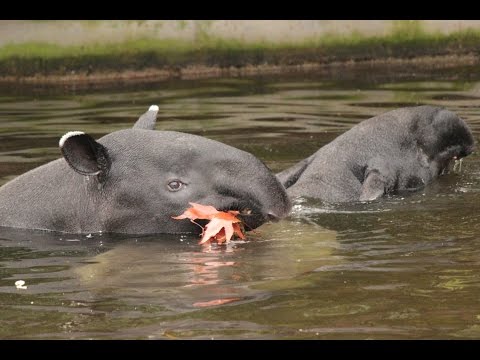 Zwemmende Maleise tapirs / Swimming Malayan tapirs : ZOO Antwerpen