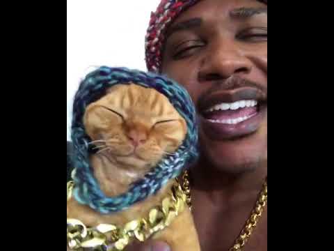 This Cat Rap is LIT !!!! [EKM.CO] - YouTube