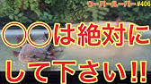 ウーパールーパー 飼育 291 リューシーに砂利マットは必須ですね Youtube