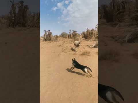 ظهور حيوان المها العربي أو الظبي بواحة اولاد إدريس امحاميد الغزلان