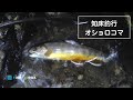 「北海道知床のテスター」 海老原さん 2021 オショロコマ釣行レポート
