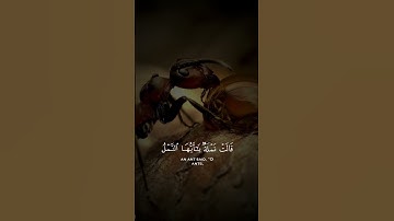 Quran kareem surah An-Naml-القران الكريم سورة النمل#بلال_دربالي #القرآن_الكريم #quran 🤲🌍