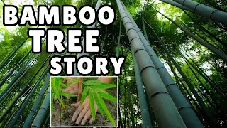 Bamboo Tree Story: The Science Behind Bamboo Growth and Financial/Investment Secrets