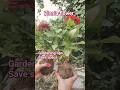 Zennia plant shortsyoutube floweringshorts gardening tipsplantaion of zennia sadi jindgi thah