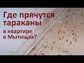 Почему не удается вывести тараканов из квартиры: пример из Мытищ