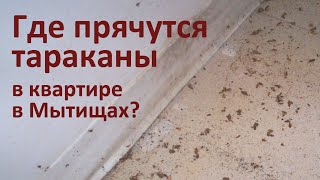 Почему не удается вывести тараканов из квартиры: пример из Мытищ