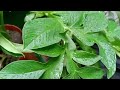 Relaxing Rain In Garden 😍😍😍 || #short #shorts #shortvideo #youtubeshorts