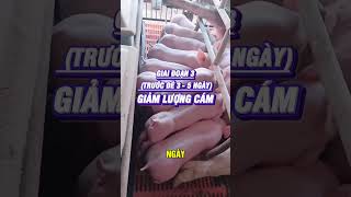 🐷 Nái mang thai mà cứ đổ đầy máng cám là tốt? Chưa chắc đâu bà con ạ!