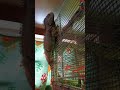 Iguana outside of cage