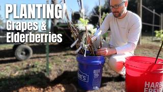 We Added 4 Berries Species To Our Orchard - Building A Food Forest Step By Step - Part 2 Of 2