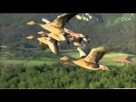 Video: Dove Volano Oche Selvatiche, Anatre, Gru
