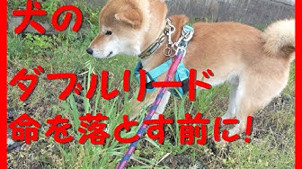 ダブルリード Youtube