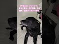 【黒ラブ】超高齢ハイジ、血液検査をする【20251002】