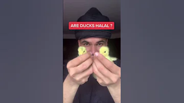 ¿El pato es halal o haram?