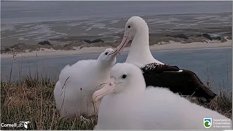 Royal Albatross ~ Morning Wing Stretches! TFT Shows Some Leg 😂 BOK Clacks At TF Again! 5.13.24