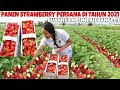 AKHIRNYA BISA PANEN STRAWBERRY LAGI SAMPE PUAS 🤩