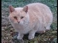 Taming a feral Tom cat 101.1 (Are we "cat-whisperers"?)