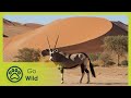 Hoanib – The Secrets of the Desert Elephants | Go Wild