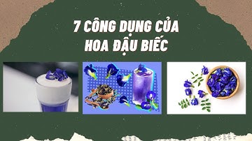 7 Công dụng Thần Kỳ của Hoa Đậu Biếc